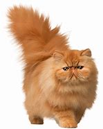 Image result for Cat Wallpaper Drip