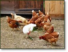 allevamento animali da cortile cucina e prodotti agriturismo il fiocco agriturismo allevamento animali da cortile cucina e prodotti agriturismo il fiocco agriturismo