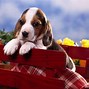 Image result for Cutest Beagle Puppy
