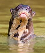 Image result for Evel Otters