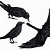 Image result for Black and White Crow