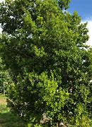 Image result for Krugiodendron Ferreum