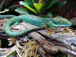 Image result for Abronia