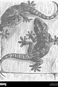 Image result for Second Biggest Gecko