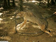 Image result for Red Wolf Hunting Prey