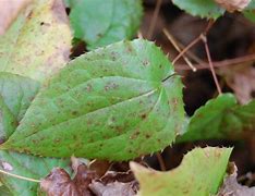 Image result for Epimedium Leaf