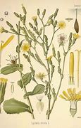 Image result for Edible Wild Plants in Wisconsin