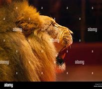 Image result for Side View of Roaring Lion