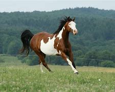 Image result for Paint Horse Racing Photos