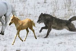 Image result for Wolves Chasing