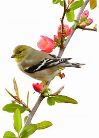 Image result for Spring Birds Chirping