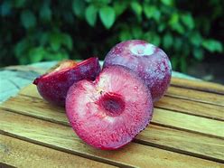 Image result for 8A479 Plumcot