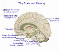 Image result for How Memory Works Book