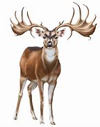 Image result for Whitetail Deer PNG