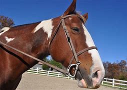 Image result for Bridle Hook Silhouette