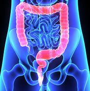 Image result for intestino