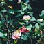 Image result for Flower Wallpaper iPhone X