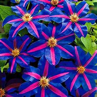 Image result for Clematis Seeds Bonsai Flower
