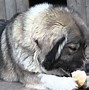 Image result for Heaviest Dog Types