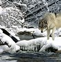 Image result for Red Wolf Wallpaper 4K