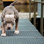 Image result for Tan Small Pit Bull Mixes