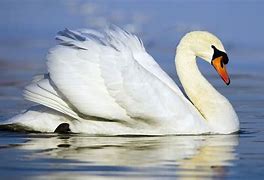 Image result for Swans On Water