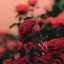Image result for Flower Wallpapers for iPhone 11