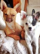 Image result for Happy Thursday Chihuahua