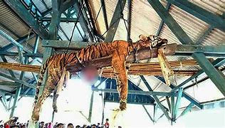 Image result for Male Tiger Kills Man