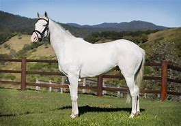 Image result for White Thoroughbred Horse