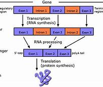 Image result for Introns and Exons Model