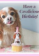 Image result for Spaniel Dog Birthday Meme