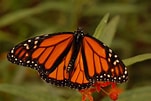 Image result for Butterflies. Size: 151 x 101. Source: news.uoguelph.ca