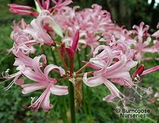 Image result for Nerine bowdenii Pearls of Cherry