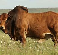 Image result for Cow Price in Ethiopia
