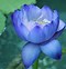 Image result for Blue Lotus Flower