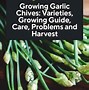 Image result for Growing Garlic Chives Indoors