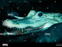Image result for Big American Alligator