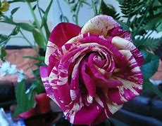 Image result for Rose Garden Allentown PA