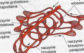 Image result for układ_krwionośny_kręgowców