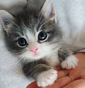 Image result for Chaton Cute