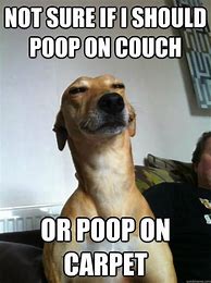 Image result for Dog Poop Beach Meme