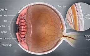 Image result for External Eye Anatomy
