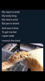 Image result for Animal Poem Memes