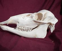Image result for Doe Deer Skull