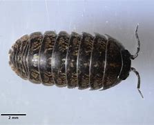 Image result for Microscope Pill Bug
