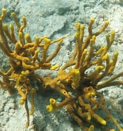 Afbeeldingsresultaten voor Aplysina fulva Onderrijk. Grootte: 174 x 185. Bron: www.inaturalist.org