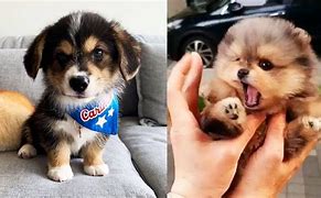 Image result for Dogs Doing Funny Things