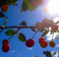 Image result for Apple and Cherry Hybrid