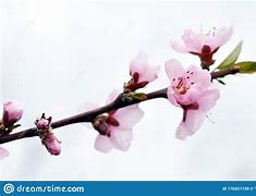 Image result for Pink Peach Blossom Flowers